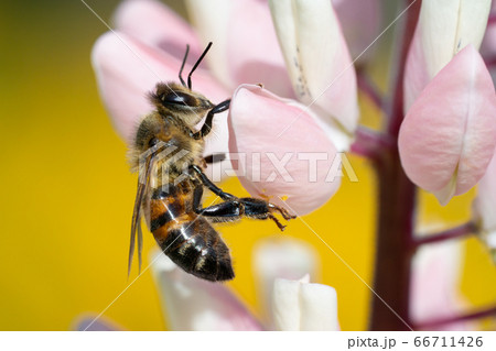 Honey bee collecting pollen from flowers. 66711426