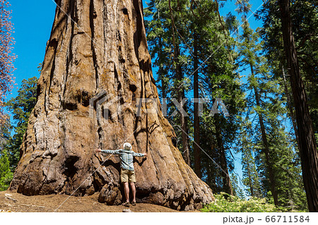 Sequoia Sequoia 66711584