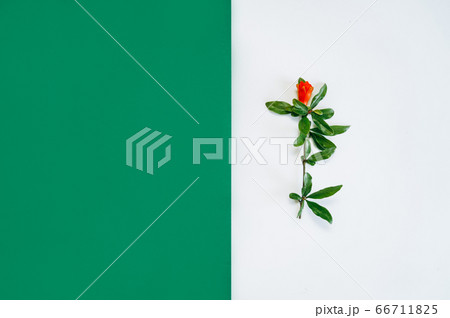 flower arrangement in a circle. of red and orange flowers on a white background. Flatly, the concept of summer or spring, text frame 66711825