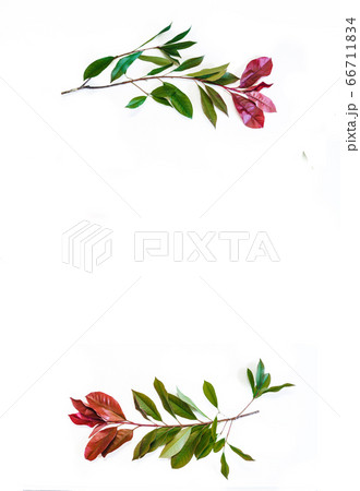 Flowers composition. Wreath made leaves on white background. Spring concept. Flat lay, top view, copy space 66711834