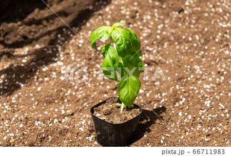 バジルのポット苗 家庭菜園用のバジル苗 野菜の栽培の写真素材