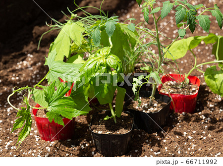家庭菜園用の野菜苗いろいろ 購入したポット苗 家庭菜園用の野菜苗4種の写真素材