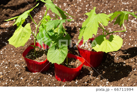 家庭菜園用のゴーヤ苗　購入したポット苗　夏のグリーンカーテンの準備 66711994
