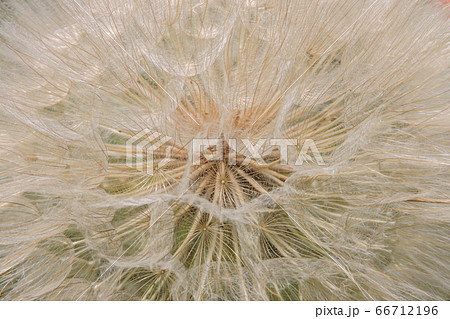 Inside of a dandelion Inside of a dandelion 66712196