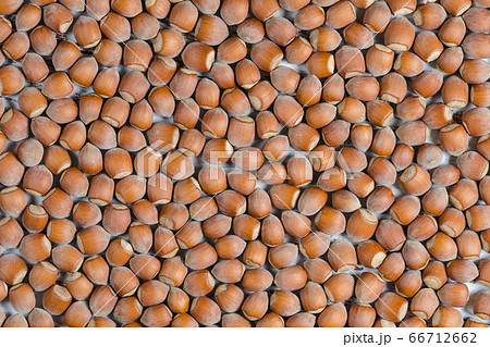 Background from a lot of hazelnuts Background from a lot of hazelnuts 66712662
