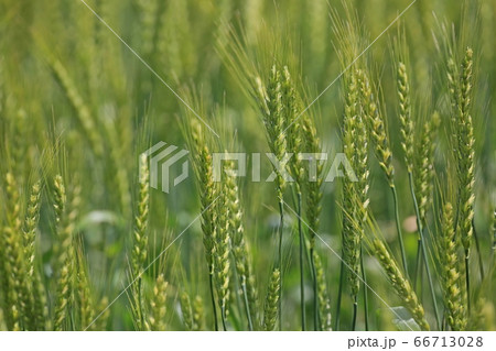 麦の穂 66713028