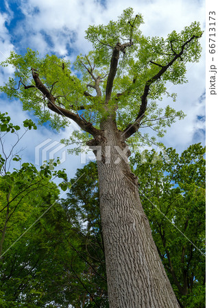アメリカトネリコ アメリカトネリコ 66713173