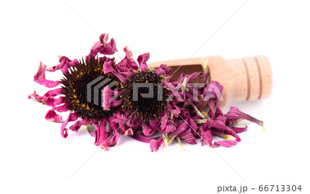 Dried Echinacea flowers on wooden spoon, isolated 66713304