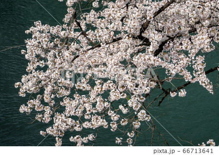 前橋公園の桜 前橋公園の桜 66713641