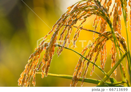 お米 稲穂 66713699