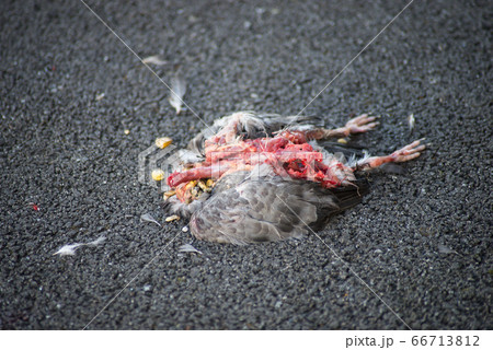 Closeup of dead pigeon crashed in the street Closeup of dead pigeon crashed in the street 66713812