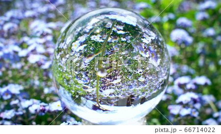 crystal ball reflection with beutiful blue flowers field on the background, nature world texture concept 66714022