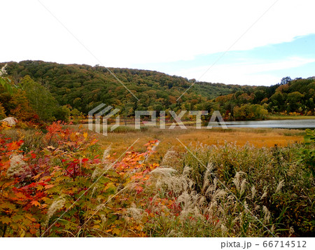 紅葉の大沼自然研究路 紅葉の大沼自然研究路 66714512