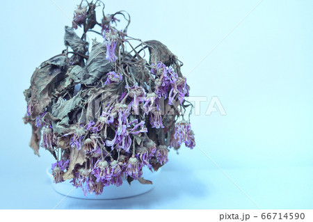 枯れた花 枯れた花 66714590