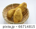 野菜　じゃがいも 66714815