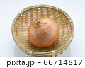 野菜　玉ねぎ 66714817