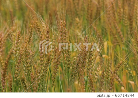 麦の穂 66714844