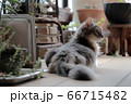 我が家のココさん 66715482