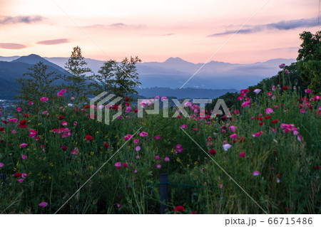 朝焼けの山々 胡桃城址からの風景 みなかみ町 朝焼けの山々 胡桃城址からの風景 みなかみ町 66715486