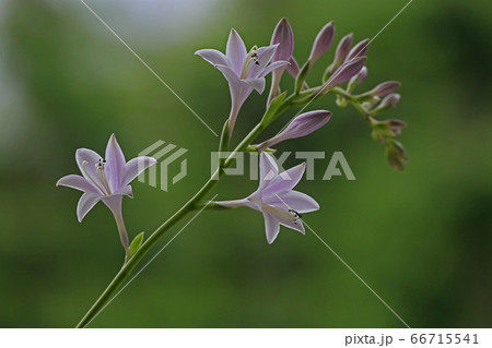 ギボウシの花 66715541