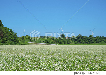 夏ソバ畑 夏ソバ畑 66716098