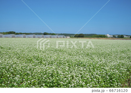 夏ソバ畑 66716120