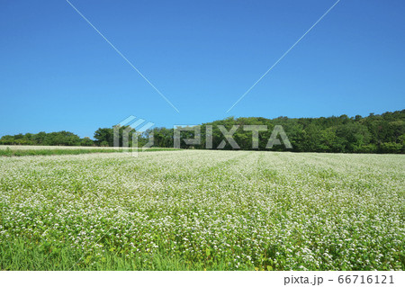 夏ソバ畑 夏ソバ畑 66716121