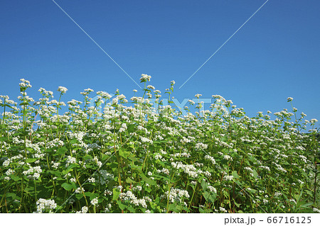 夏ソバ畑 66716125