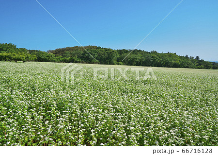 夏ソバ畑 66716128