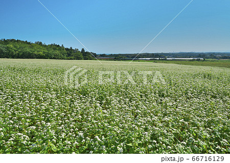 夏ソバ畑 66716129