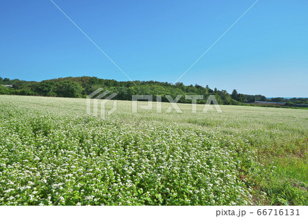 夏ソバ畑 66716131