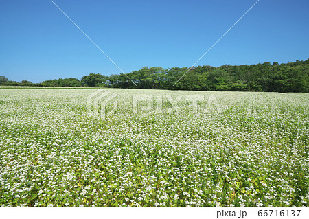 夏ソバ畑 66716137