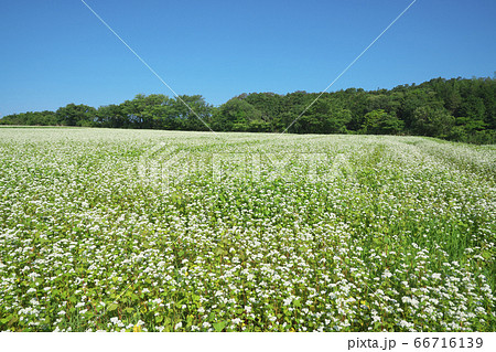 夏ソバ畑 66716139