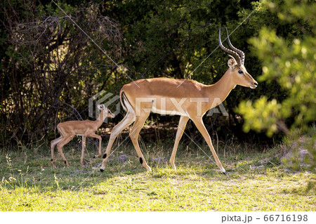 An impala and young calf, Aepyceros melampus on the edge of woodland. 66716198