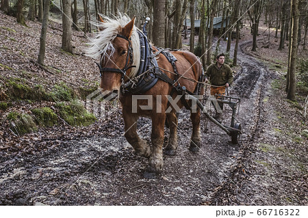 Logger driving work horse pulling a log forest. 66716322