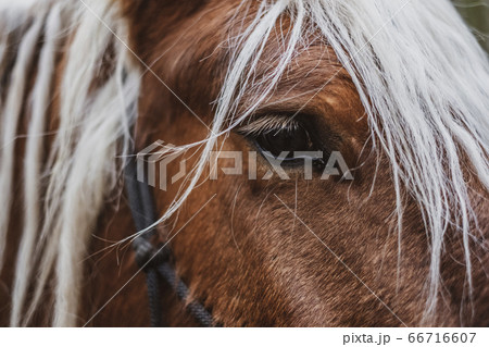 Close up of brown Comtois horse with silver mane. 66716607