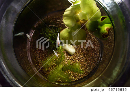 円形の水槽に浮かぶホテイアオイ背景にメダカの写真素材