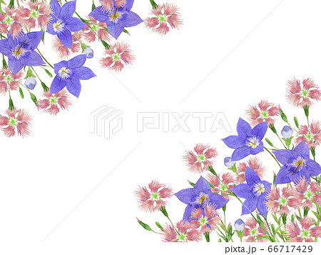 ナデシコと桔梗フレーム 66717429