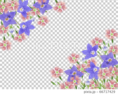 ナデシコと桔梗フレーム 66717429