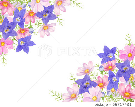 キキョウとコスモスのフレームのイラスト素材 [66717431] - PIXTA