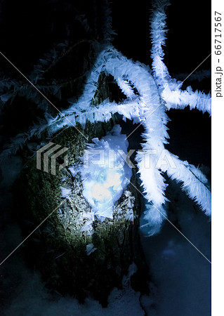 氷点下15度の世界・この結晶がみるみる成長します。積雪2mの湿原・真夜中に撮影しています。広島県 氷点下15度の世界・この結晶がみるみる成長します。積雪2mの湿原・真夜中に撮影しています。広島県 66717567