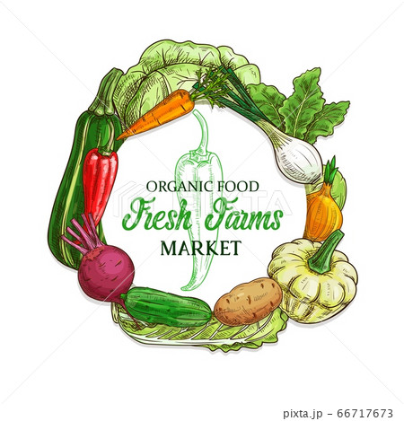 Farm vegetables and veggies sketch food Farm vegetables and veggies sketch food 66717673