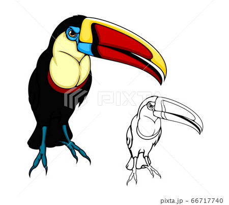Toucan bird, exotic tropical jungle bird, cartoonのイラスト素材