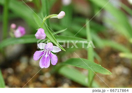野生種がほとんど見られなくなったウチョウラン（羽蝶蘭） 66717864