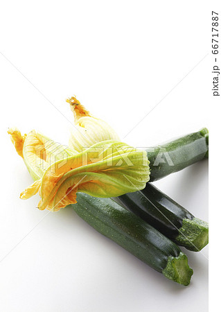 花ズッキーニ23 花ズッキーニ23 66717887
