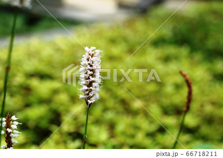 イブキトラノオ（伊吹虎の尾） 66718211