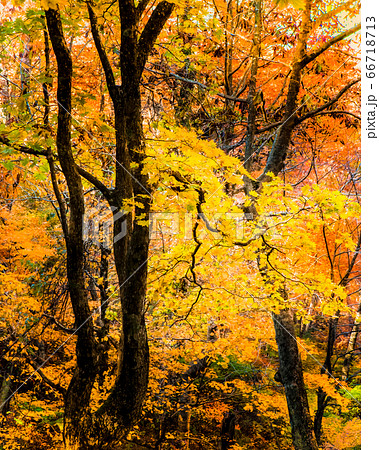 比婆山連峰の秋です。紅葉の色合いが違います。斜面に広がる紅葉です。広島県 比婆山連峰の秋です。紅葉の色合いが違います。斜面に広がる紅葉です。広島県 66718713