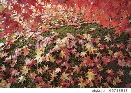 紅葉 紅葉 66718913