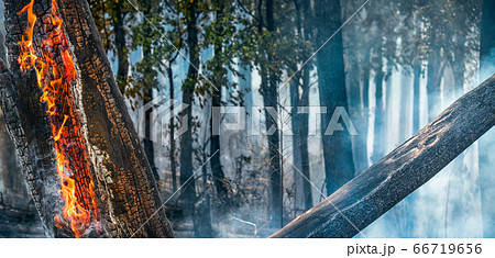forest fire disaster is burning caused by humans forest fire disaster is burning caused by humans 66719656