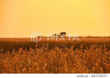 順天湾 夕焼け ヒーリング 66720027